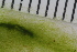  ( - 2016_BIO309A_86)  @11 [ ] CreativeCommons - Attribution Non-Commercial Share-Alike (2016) University of Bergen University of Bergen, Natural History Collections