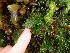  (Acrosiphonia sp. 7GWS - GWS013263)  @11 [ ] CreativeCommons - Attribution Non-Commercial Share-Alike (2010) Unspecified University of New Brunswick