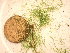  (Capsosiphon fulvescens - GWS045294)  @11 [ ] Unspecified (default): All Rights Reserved  Unspecified Unspecified