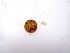  (Blidingia sp. 2subsalsa - GWS049931)  @11 [ ] Unspecified (default): All Rights Reserved  Unspecified Unspecified