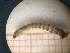  ( - UM-AACC-0011)  @11 [ ] by-nc-sa (2021) Thibaud Decaëns Universite Montpellier, CEFE Lab