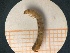  ( - UM-AACC-0041)  @11 [ ] by-nc-sa (2021) Thibaud Decaëns Universite Montpellier, CEFE Lab