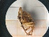  ( - UM-AACC-0062)  @11 [ ] by-nc-sa (2021) Thibaud Decaëns Universite Montpellier, CEFE Lab