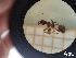  ( - UM-AACC-0095)  @11 [ ] by-nc-sa (2021) Thibaud Decaëns Universite Montpellier, CEFE Lab