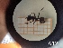  ( - UM-AACC-0098)  @11 [ ] by-nc-sa (2021) Thibaud Decaëns Universite Montpellier, CEFE Lab