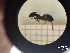  ( - UM-AACC-0102)  @11 [ ] by-nc-sa (2021) Thibaud Decaëns Universite Montpellier, CEFE Lab