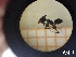  ( - UM-AACC-0123)  @11 [ ] by-nc-sa (2021) Thibaud Decaëns Universite Montpellier, CEFE Lab