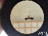  ( - UM-AACC-0135)  @11 [ ] by-nc-sa (2021) Thibaud Decaëns Universite Montpellier, CEFE Lab