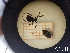  ( - UM-AACC-0138)  @11 [ ] by-nc-sa (2021) Thibaud Decaëns Universite Montpellier, CEFE Lab