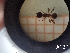  ( - UM-AACC-0145)  @11 [ ] by-nc-sa (2021) Thibaud Decaëns Universite Montpellier, CEFE Lab