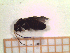  ( - UM-AAOO-0054)  @11 [ ] by-nc-sa (2021) Thibaud Decaëns Universite Montpellier, CEFE Lab