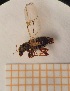  ( - UM-AAOO-221)  @11 [ ] by-nc-sa (2021) Thibaud Decaëns Universite Montpellier, CEFE Lab