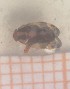  ( - UM-AARR-0069)  @11 [ ] by-nc-sa (2021) Thibaud Decaëns Universite Montpellier, CEFE Lab