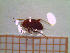  ( - UM-AAPP-0021)  @11 [ ] by-nc-sa (2021) Thibaud Decaëns Universite Montpellier, CEFE Lab