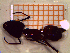  ( - UM-AATT-0126)  @11 [ ] by-nc-sa (2021) Thibaud Decaëns Universite Montpellier, CEFE Lab