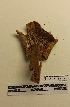  ( - UM-AASS-098)  @11 [ ] by-nc-sa (2021) Thibaud Decaëns Universite Montpellier, CEFE Lab
