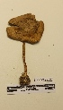  ( - UM-AASS-126)  @11 [ ] by-nc-sa (2021) Thibaud Decaëns Universite Montpellier, CEFE Lab