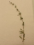  (Stachys recta - UM_ACAZ_0255)  @11 [ ] by-nc-sa (2022) Aurélien Caries Universite Montpellier