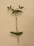  (Lonicera implexa - UM_ACAZ_0258)  @11 [ ] by-nc-sa (2022) Aurélien Caries Universite Montpellier