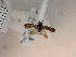  (Nemophora barbatellus - UM_AAUU_00033)  @11 [ ] by-nc-sa (2022) P.-H. Fabre Universite Montpellier