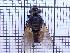  ( - UM_AAAA_00532)  @11 [ ] BY-NC-SA (2022) Maxime Rozier University of Montpellier