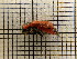  ( - UM_AAAA_00709)  @11 [ ] by-nc-sa (2023) Sebastien J. Puechmaille University of Montpellier