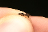  ( - UM_AAZZ_000363)  @11 [ ] by-nc-sa (2023) Timothée Gonier University of Montpellier