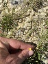  (Linum trigynum - UM-AARR-0194)  @11 [ ] by-nc-sa (2022) Guillaume Papuga Universite Montpellier