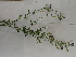  (Medicago sativa - UM_ABSR_00153)  @11 [ ] by-nc-sa (2022) Julie Alauzet Universite Montpellier