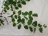  (Robinia pseudoacacia - UM_ABSR_00160)  @11 [ ] by-nc-sa (2022) Julie Alauzet Universite Montpellier