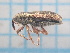  (Mecinus circulatus - UM_ACJH_0107)  @11 [ ] by-nc-sa (2022) Elisabeth Richard Universite Montpellier