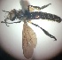  (Holopogon chalcogaster - UM_AAFF_00025)  @11 [ ] by-nc-sa (2023) Benoit Nabholz Universite Montpellier