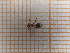 ( - UM_ACWU_0007)  @11 [ ] by-nc-sa (2023) Thibaud Decaëns Universite Montpellier
