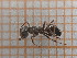  ( - UM_ACWU_0016)  @11 [ ] by-nc-sa (2023) Thibaud Decaëns Universite Montpellier