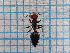  ( - UM_ACSQ_0158)  @11 [ ] by-nc-sa (2023) Thibaud Decaëns Universite Montpellier