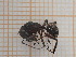 ( - UM_ACWU_0250)  @11 [ ] by-nc-sa (2023) Thibaud Decaëns Universite Montpellier