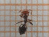  ( - UM_ACWU_0262)  @11 [ ] by-nc-sa (2023) Thibaud Decaëns Universite Montpellier