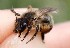  (Andrena nigroaenae - UM_AAFF_00311)  @11 [ ] by-nc-sa (2024) Benoit Nabholz Universite Montpellier