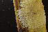  ( - BGE_00262_E02)  @11 [ ] CC-BY-SA (2024) University of Bergen, Natural History Collections University of Bergen, Natural History Collections