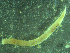 ( - BGE_00237_A01)  @11 [ ] Creative Commons BY NC SA (2025) University of Bergen Natural History Collections