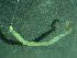  ( - BGE_00237_D12)  @11 [ ] Creative Commons BY NC SA (2025) University of Bergen Natural History Collections