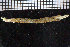  ( - BGE_00239_B01)  @11 [ ] Creative Commons BY NC SA (2025) University of Bergen Natural History Collections