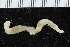  ( - BGE_00239_A06)  @11 [ ] Creative Commons BY NC SA (2025) University of Bergen Natural History Collections