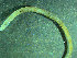  (Myriochele - BGE_00237_D06)  @11 [ ] Creative Commons BY NC SA (2025) University of Bergen Natural History Collections