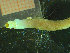  ( - BGE_00245_C09)  @11 [ ] Creative Commons BY-SA (2024) University of Bergen Natural History Collections