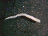  ( - BGE_00236_C08)  @11 [ ] Creative Commons BY NC SA (2025) University of Bergen Natural History Collections