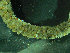  ( - BGE_00237_A03)  @11 [ ] Creative Commons BY NC SA (2025) University of Bergen Natural History Collections