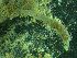  ( - BGE_00237_A03)  @11 [ ] Creative Commons BY NC SA (2025) University of Bergen Natural History Collections