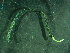  ( - BGE_00237_A05)  @11 [ ] Creative Commons BY NC SA (2025) University of Bergen Natural History Collections