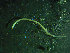  ( - BGE_00237_A05)  @11 [ ] Creative Commons BY NC SA (2025) University of Bergen Natural History Collections